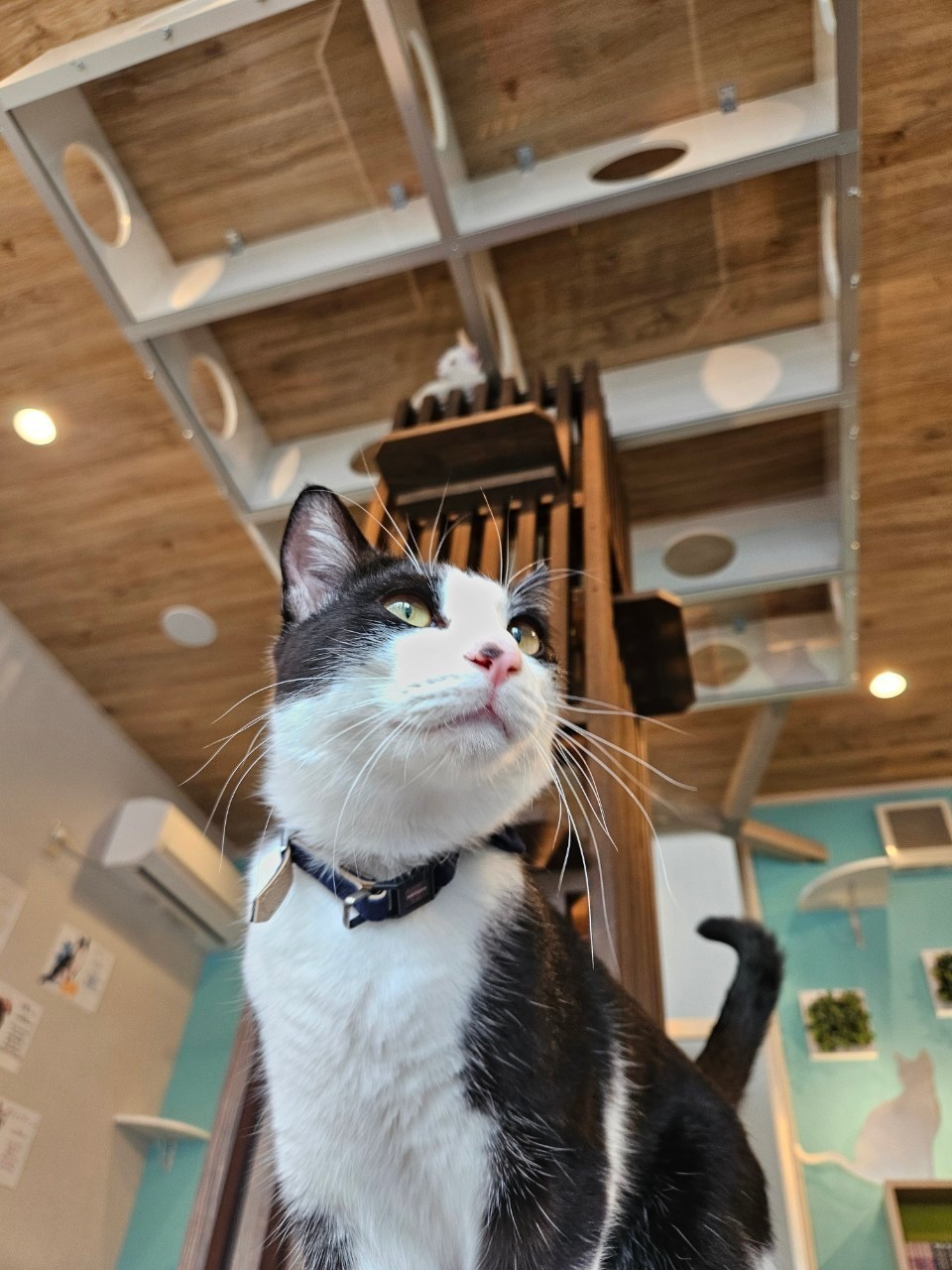 猫カフェいちご