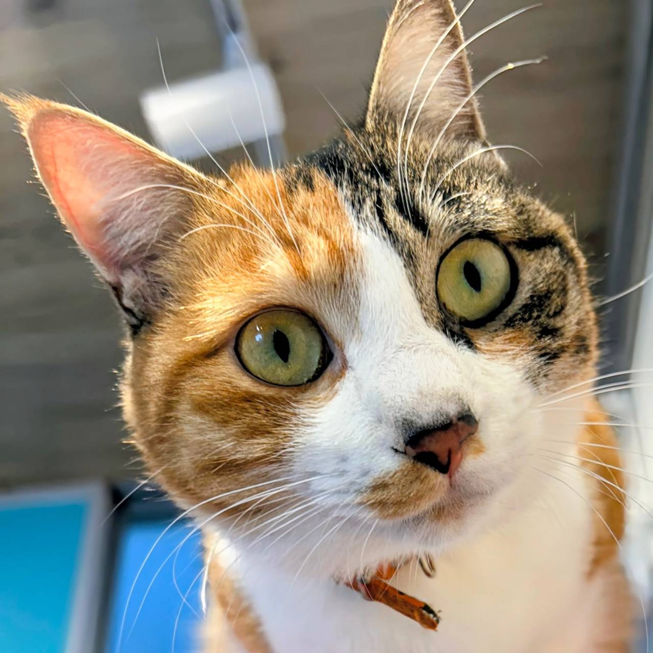 みかん